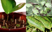 Aprenda a combatir plagas en sus plantas com fósforos