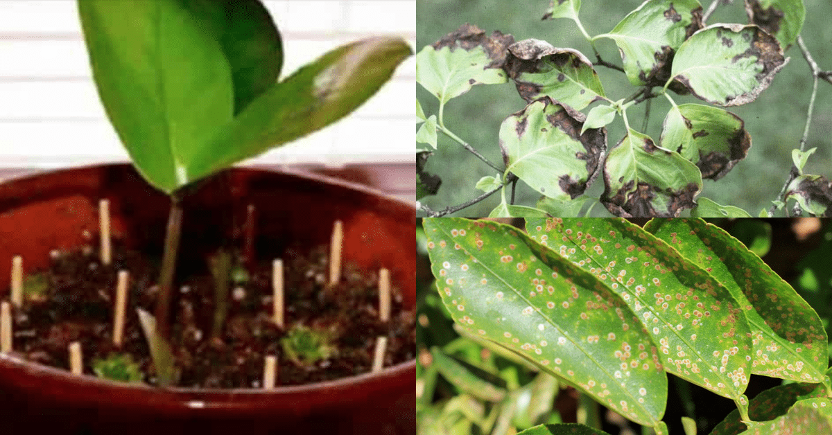 combatir plagas en sus plantas com fosforos