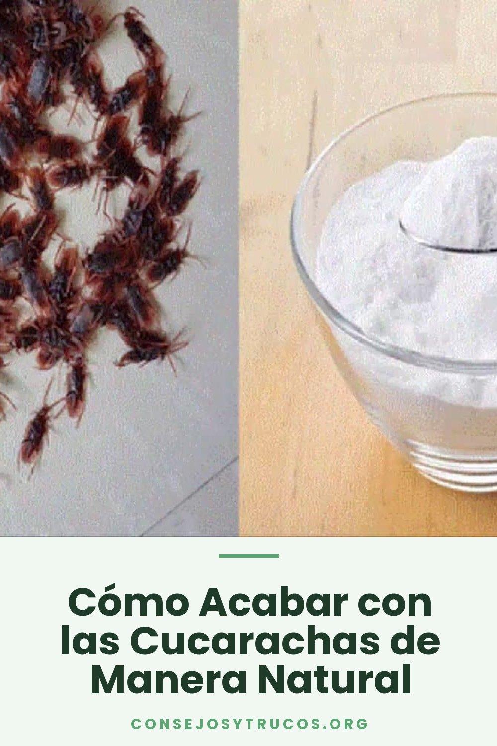 Cómo Acabar con las Cucarachas de Manera Natural