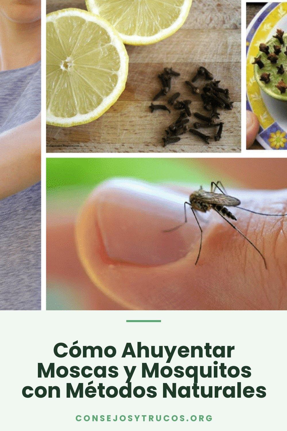 Cómo Ahuyentar Moscas y Mosquitos con Métodos Naturales