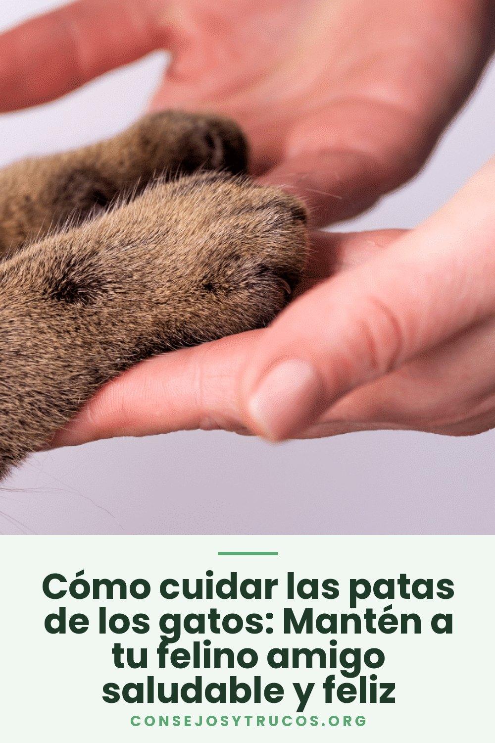 Cómo cuidar las patas de los gatos: Mantén a tu felino amigo saludable y feliz