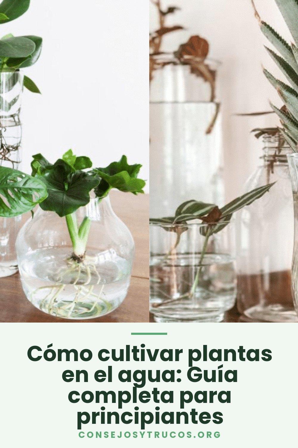 Cómo cultivar plantas en el agua: Guía completa para principiantes