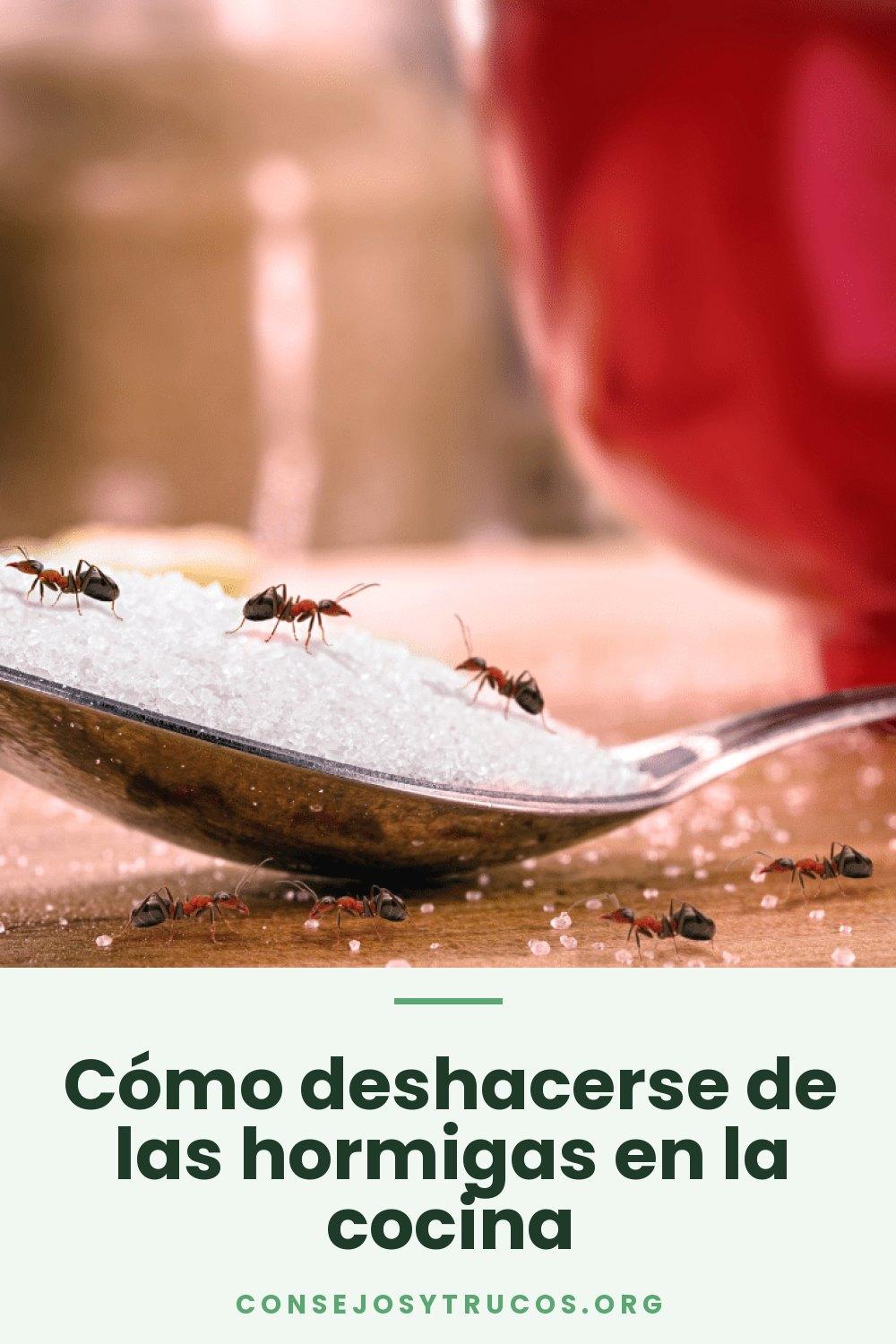 Cómo deshacerse de las hormigas en la cocina