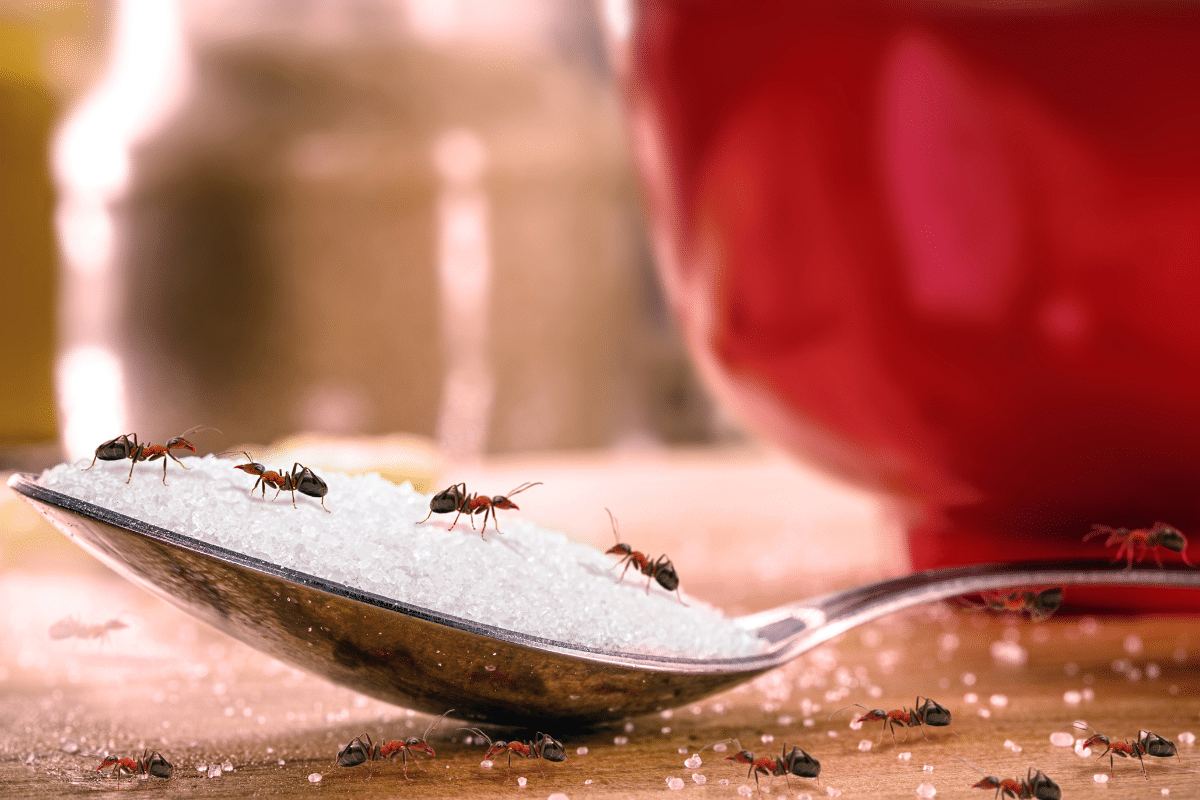 como deshacerse de las hormigas en la cocina
