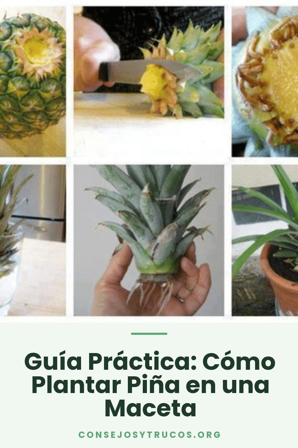 Guía Práctica: Cómo Plantar Piña en una Maceta
