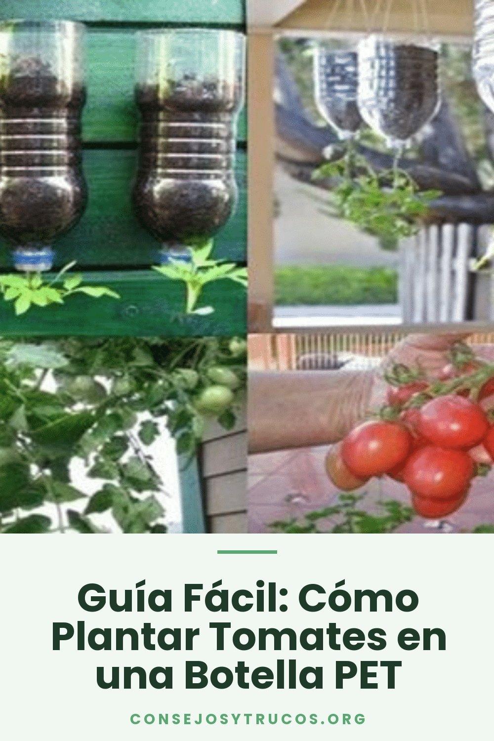 Guía Fácil: Cómo Plantar Tomates en una Botella PET