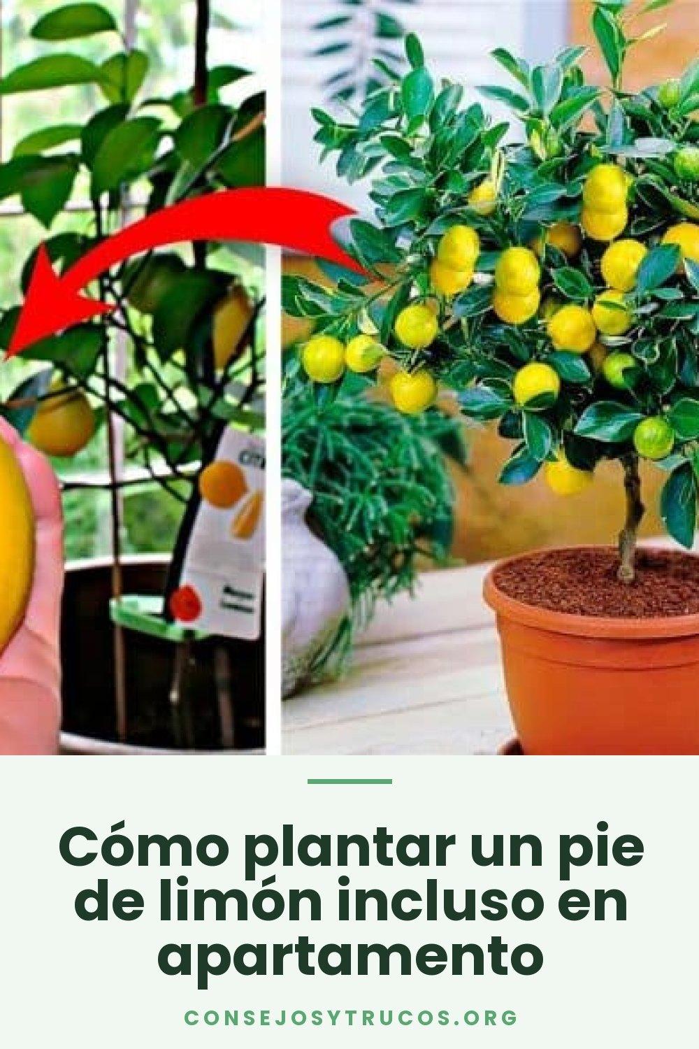 Cómo plantar un pie de limón incluso en apartamento