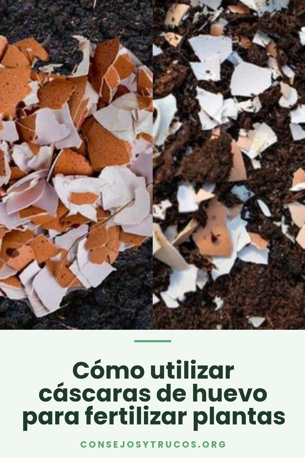 Cómo utilizar cáscaras de huevo para fertilizar plantas