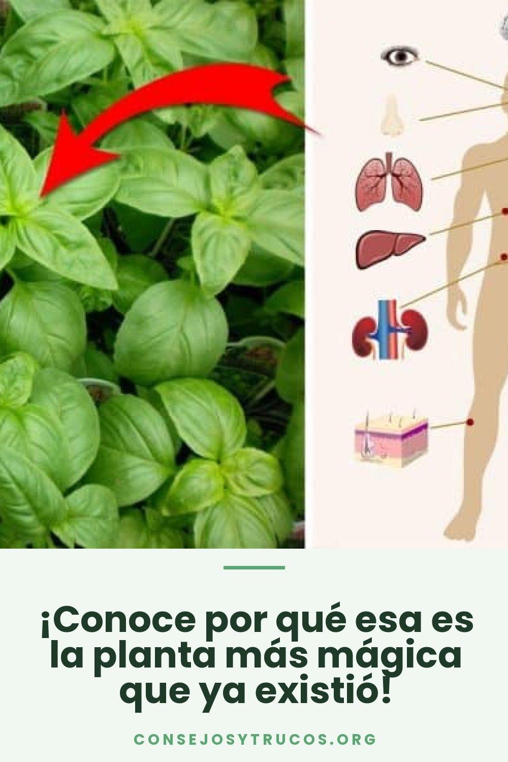 ¡Conoce por qué esa es la planta más mágica que ya existió!