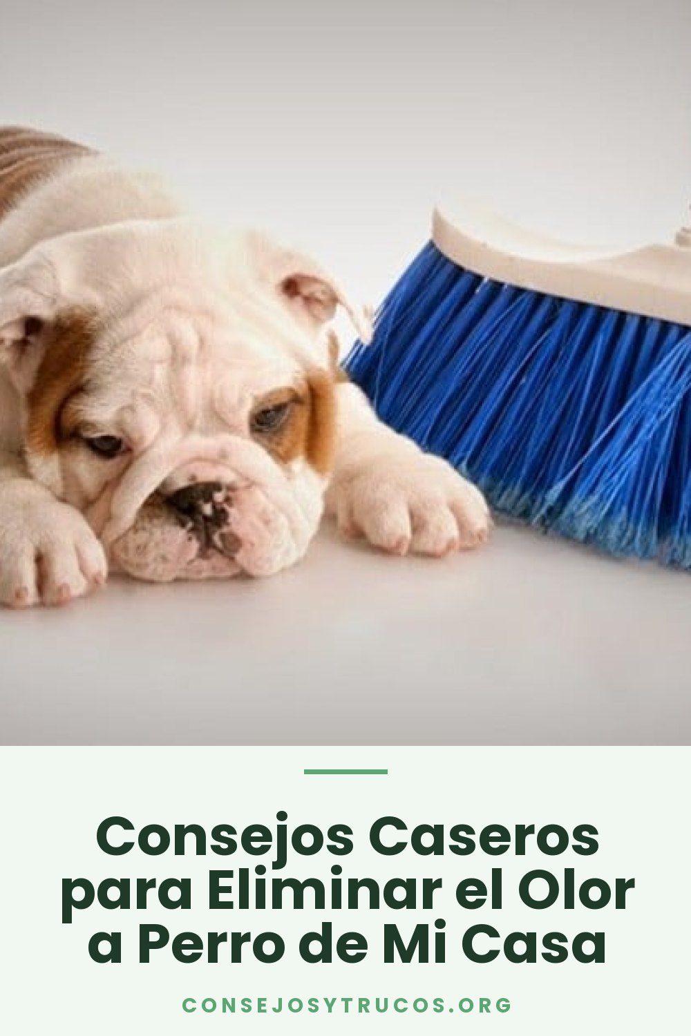 Consejos Caseros para Eliminar el Olor a Perro de Mi Casa