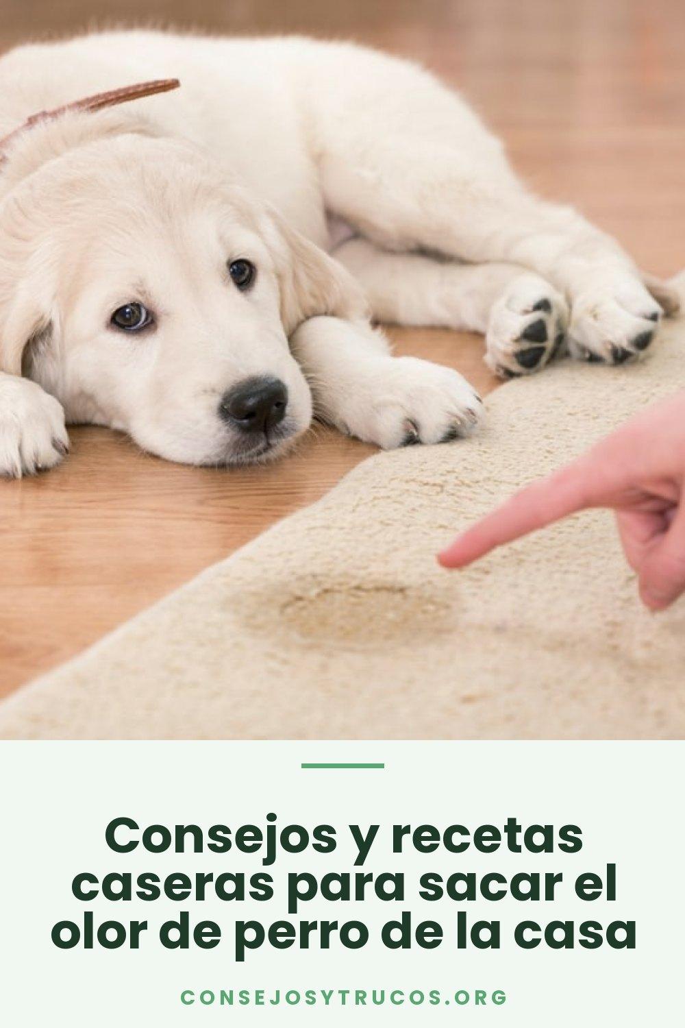 Consejos y recetas caseras para sacar el olor de perro de la casa