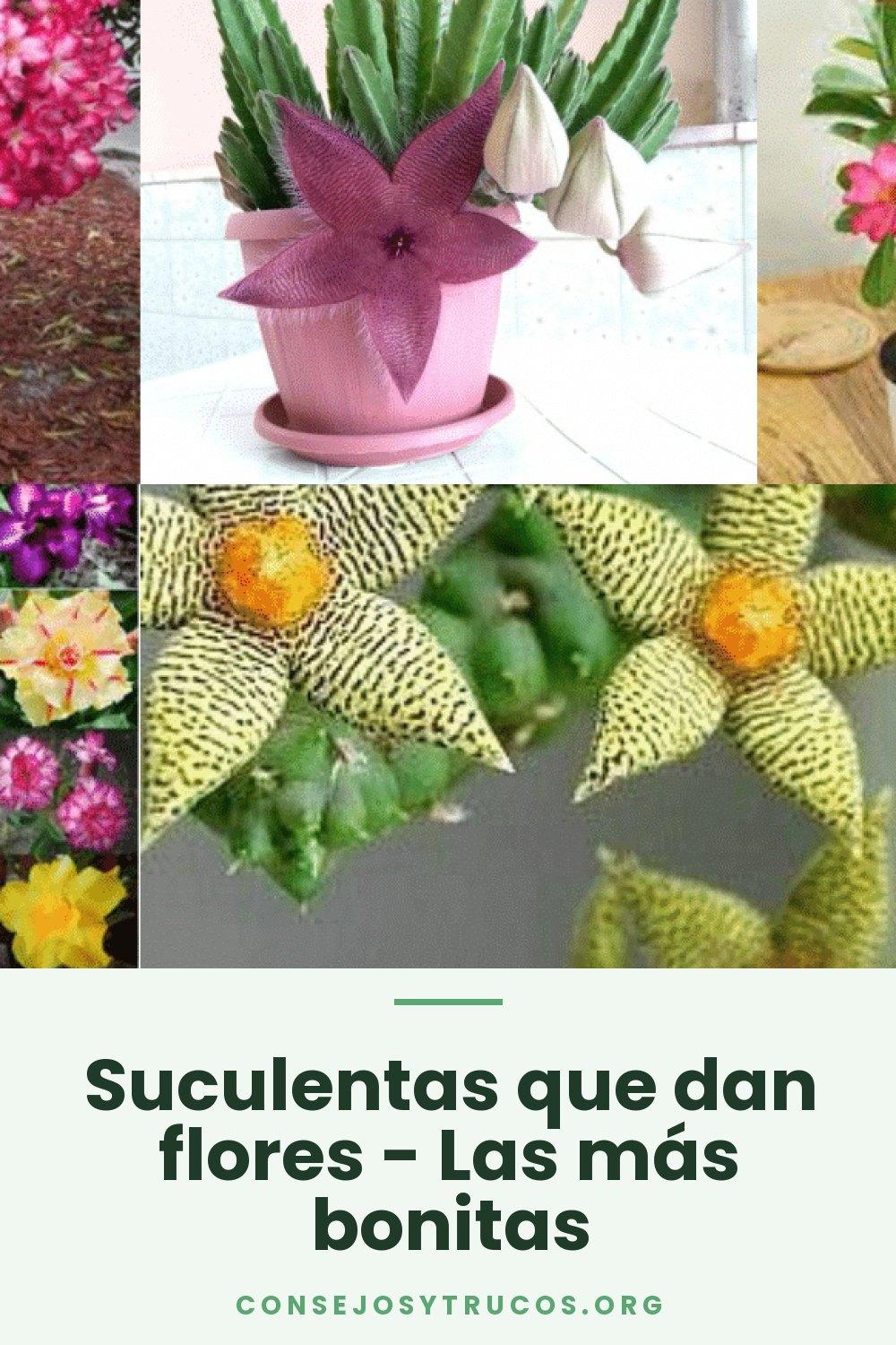 Suculentas que dan flores - Las más bonitas