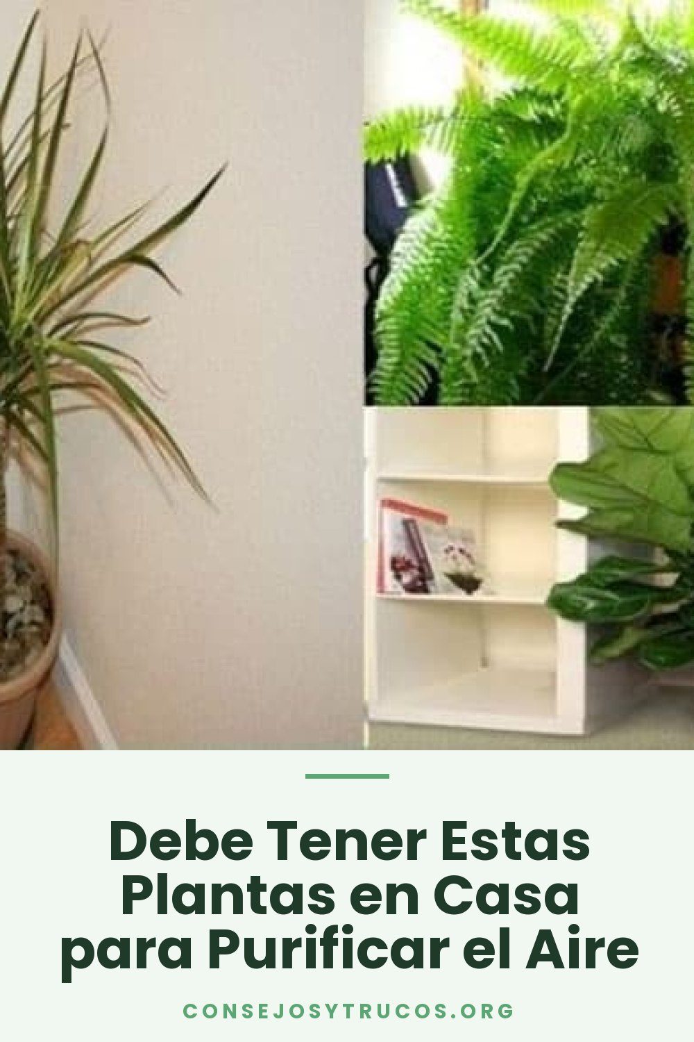 Debe Tener Estas Plantas en Casa para Purificar el Aire