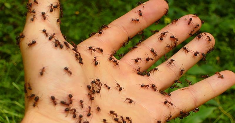 eliminar hormigas hogar