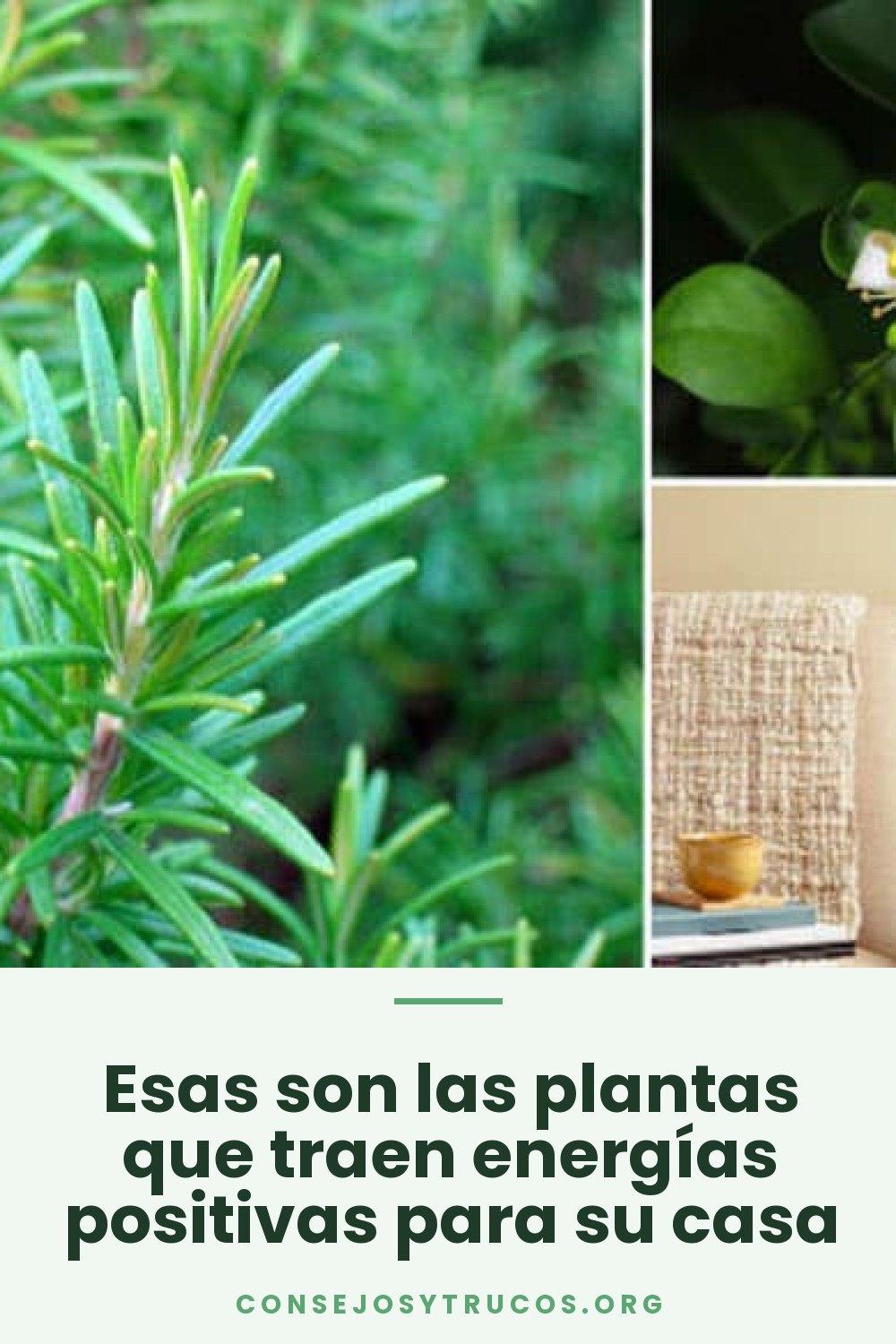 Esas son las plantas que traen energías positivas para su casa