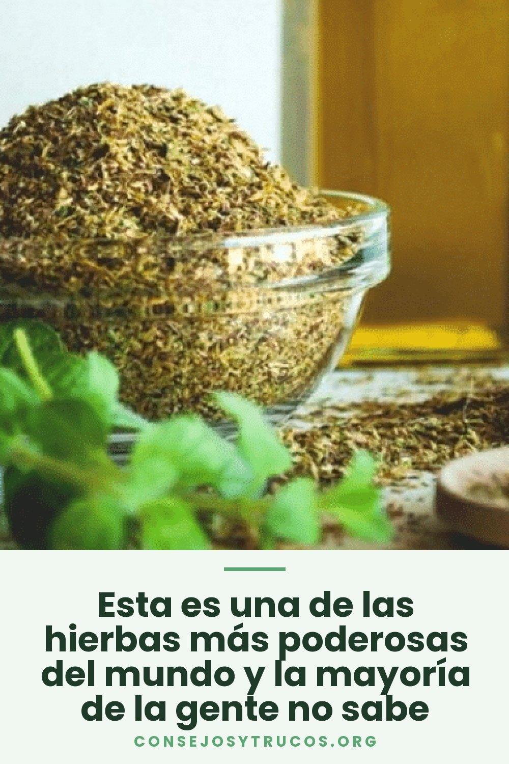 Esta es una de las hierbas más poderosas del mundo y la mayoría de la gente no sabe