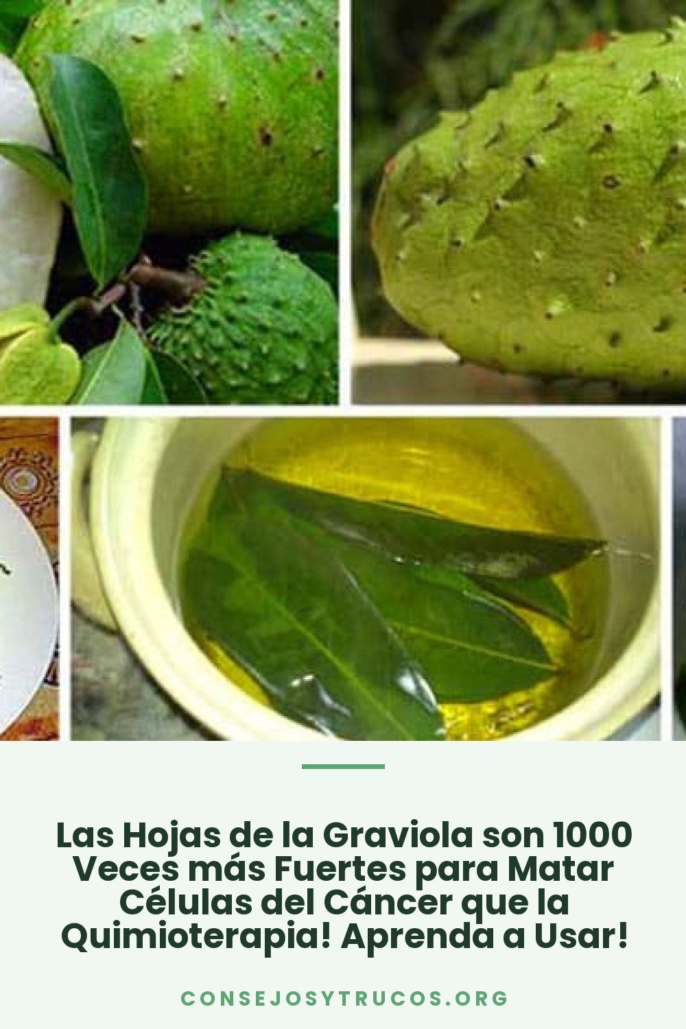 Las Hojas de la Graviola son 1000 Veces más Fuertes para Matar Células del Cáncer que la Quimioterapia! Aprenda a Usar!