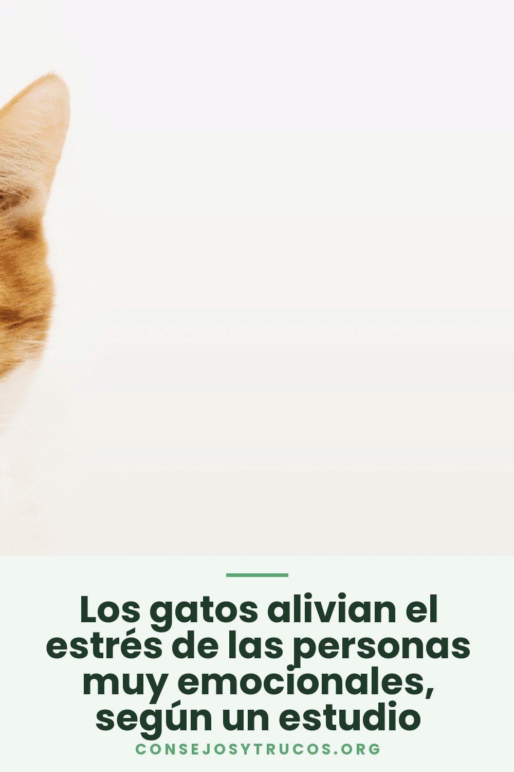 Los gatos alivian el estrés de las personas muy emocionales, según un estudio