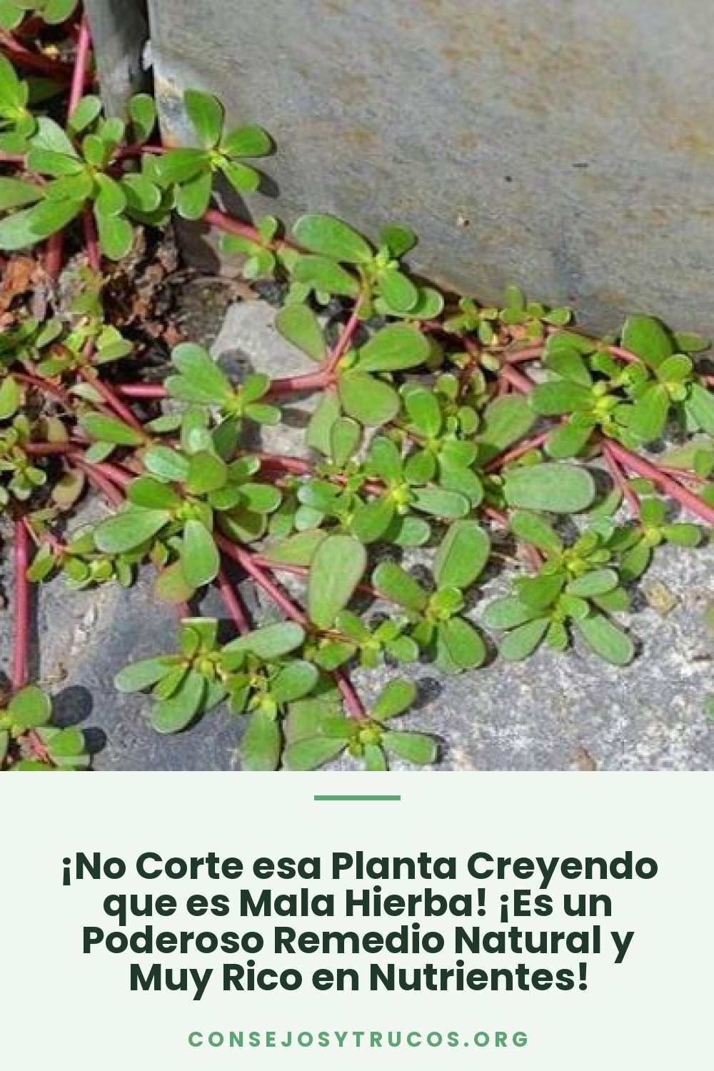 ¡No Corte esa Planta Creyendo que es Mala Hierba! ¡Es un Poderoso Remedio Natural y Muy Rico en Nutrientes!