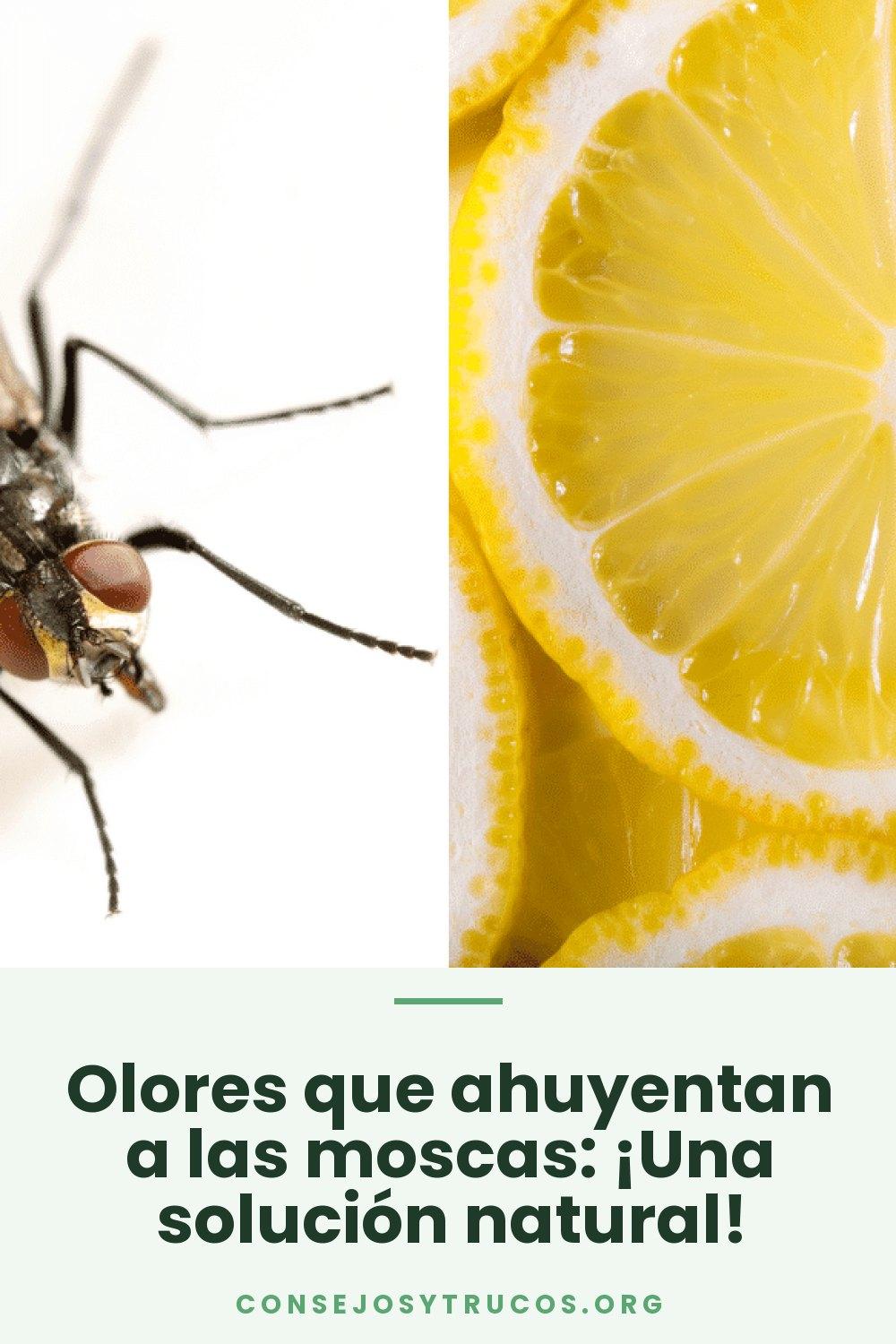 Olores que ahuyentan a las moscas: ¡Una solución natural!
