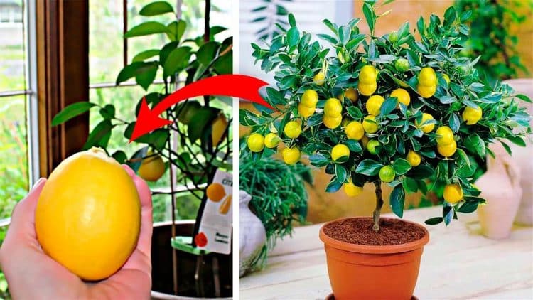 plantar limones