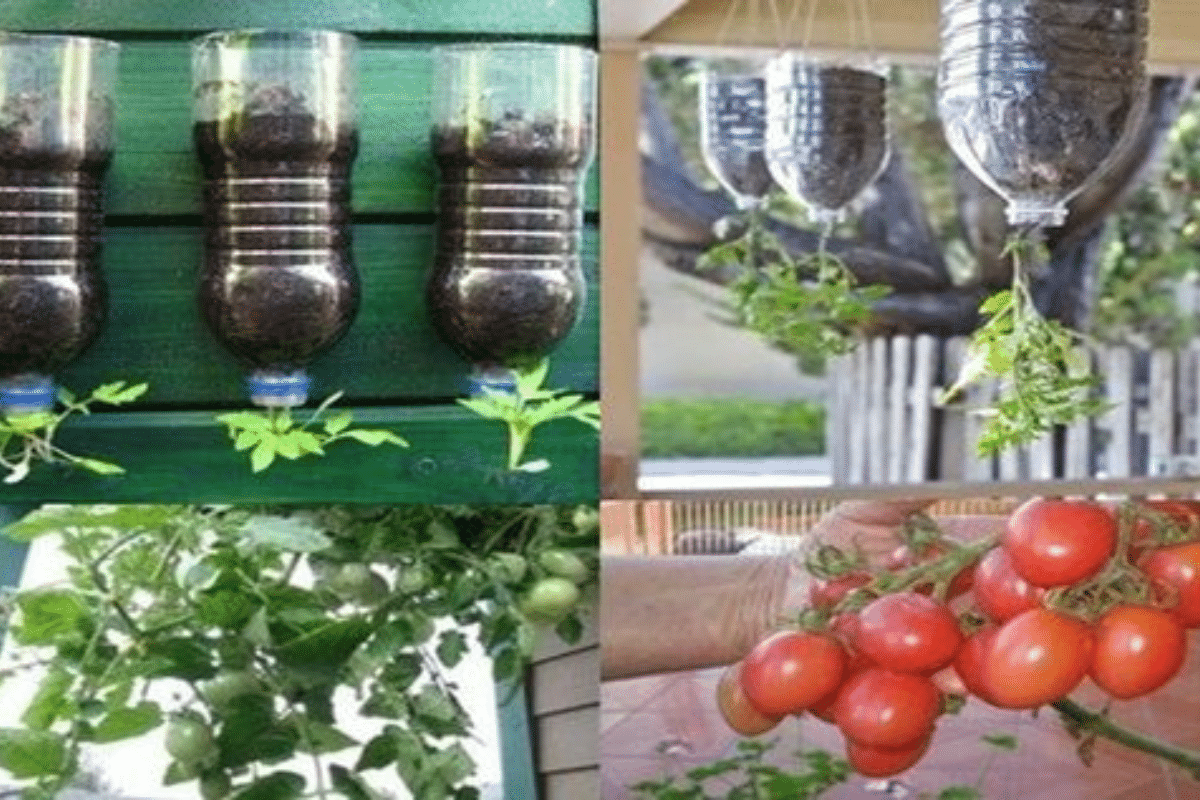 plantar tomates en una botella pet