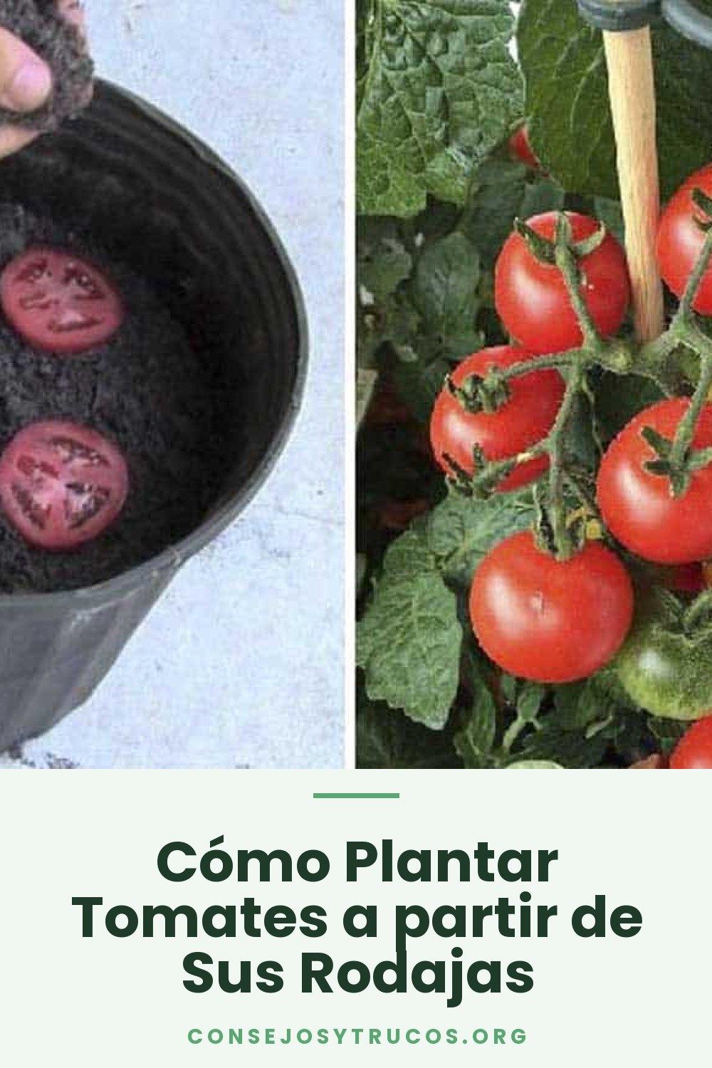 Cómo Plantar Tomates a partir de Sus Rodajas