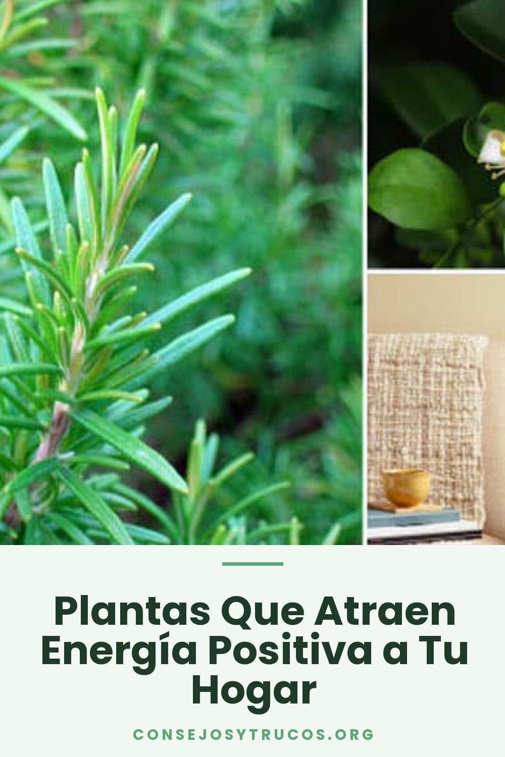 Plantas Que Atraen Energía Positiva a Tu Hogar