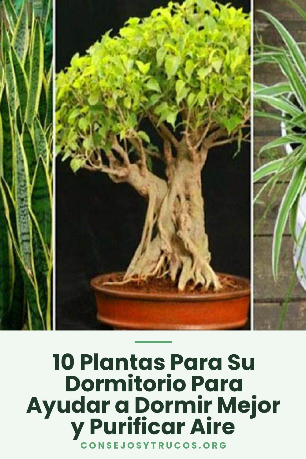 10 Plantas Para Su Dormitorio Para Ayudar a Dormir Mejor y Purificar Aire