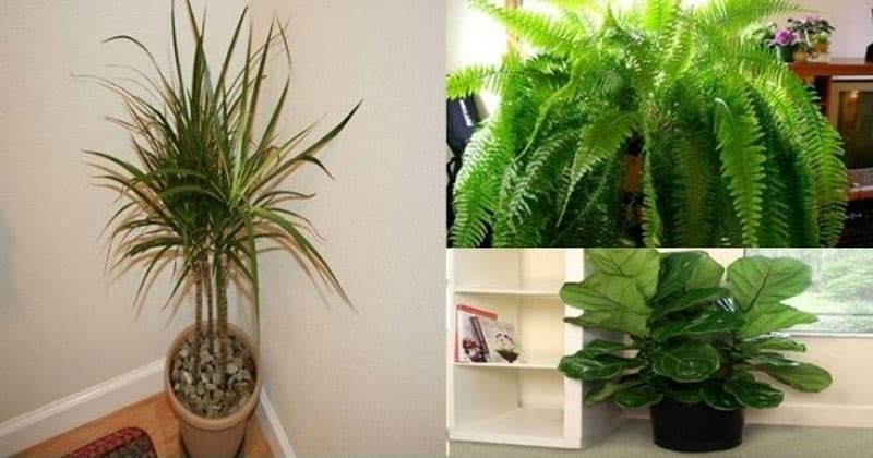 plantas en casa