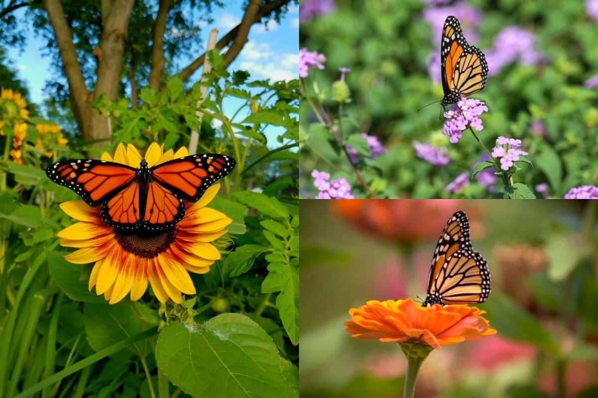 plantas para atraer mariposas a tu jardin