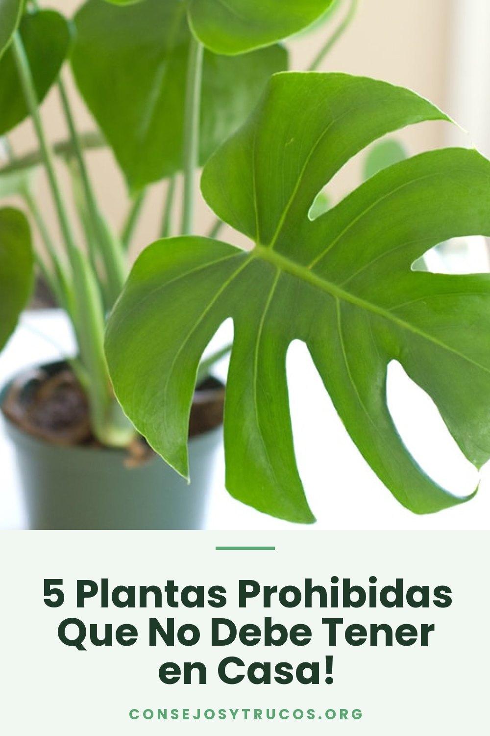 5 Plantas Prohibidas Que No Debe Tener en Casa!