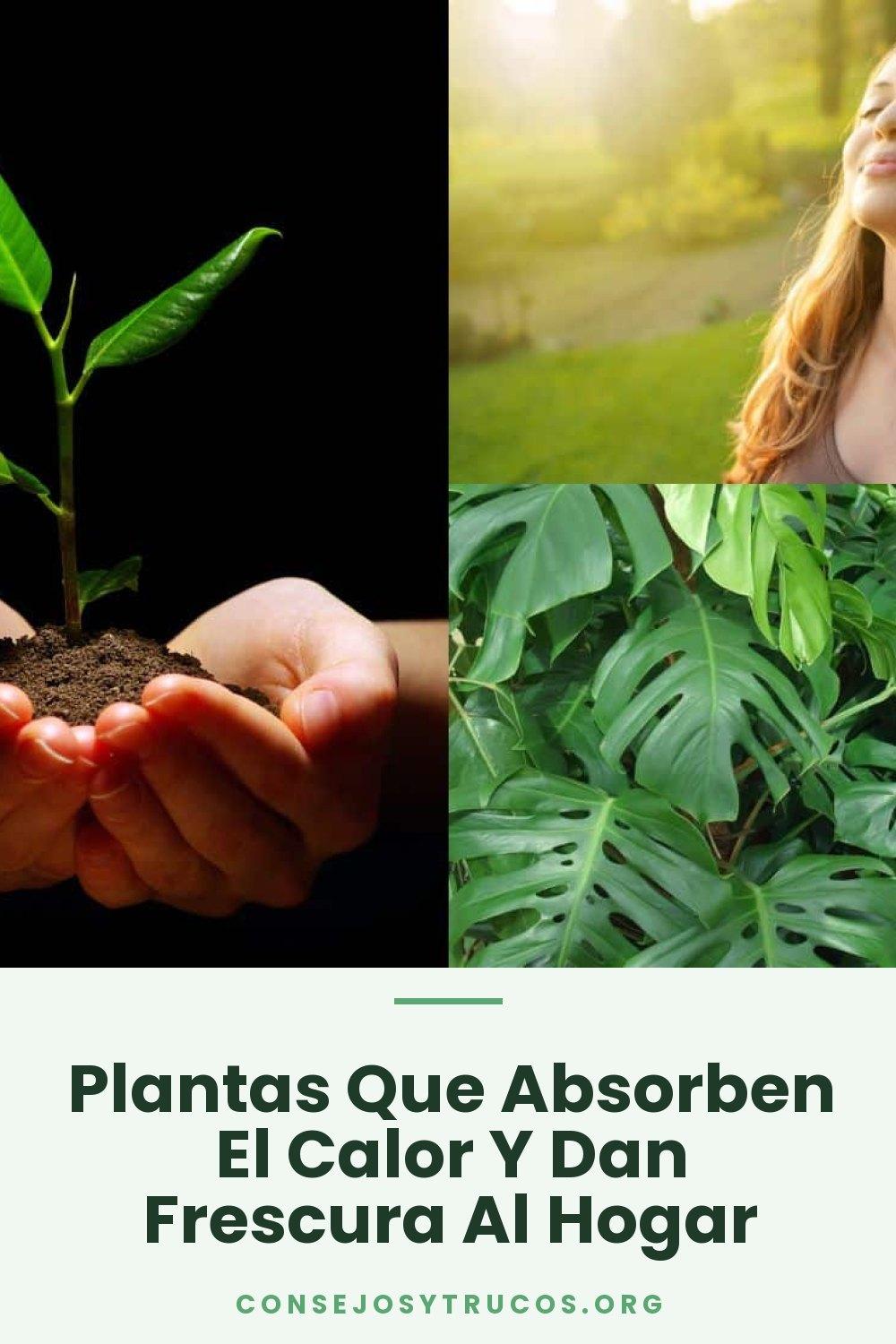 Plantas Que Absorben El Calor Y Dan Frescura Al Hogar