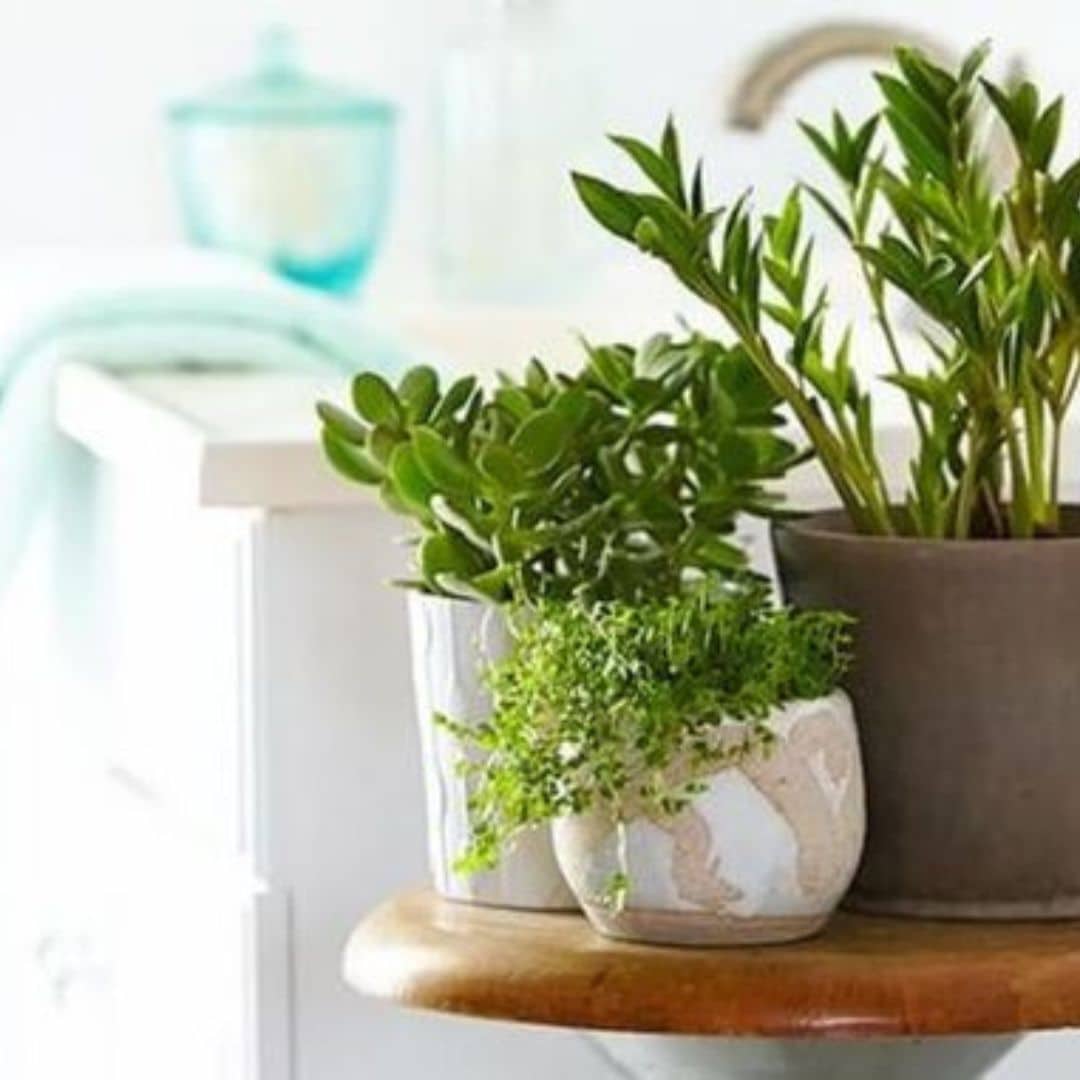 plantas que absorben la humedad de tu casa