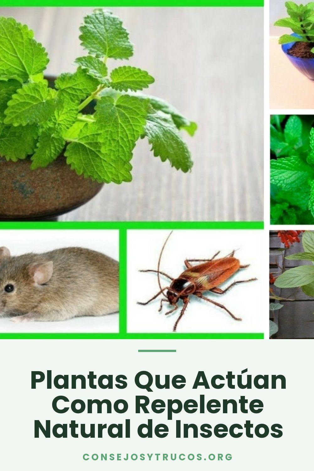 Plantas Que Actúan Como Repelente Natural de Insectos