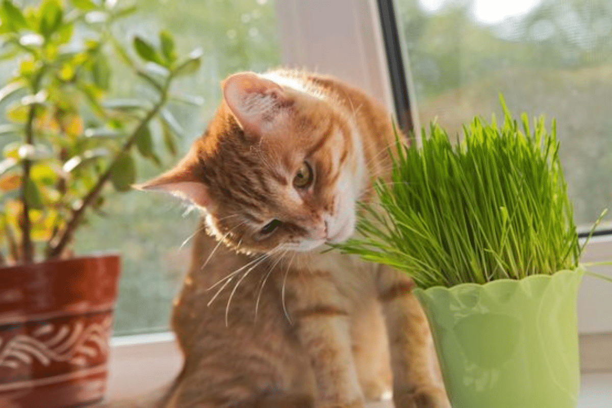plantas que no les gustan a los gatos