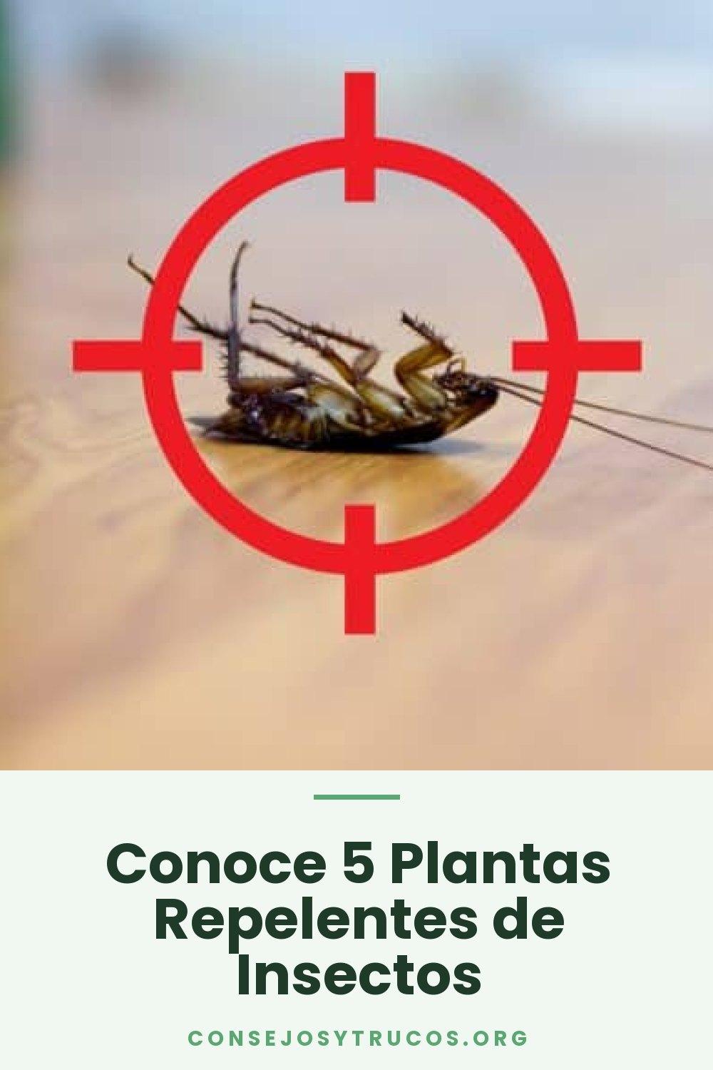 Conoce 5 Plantas Repelentes de Insectos