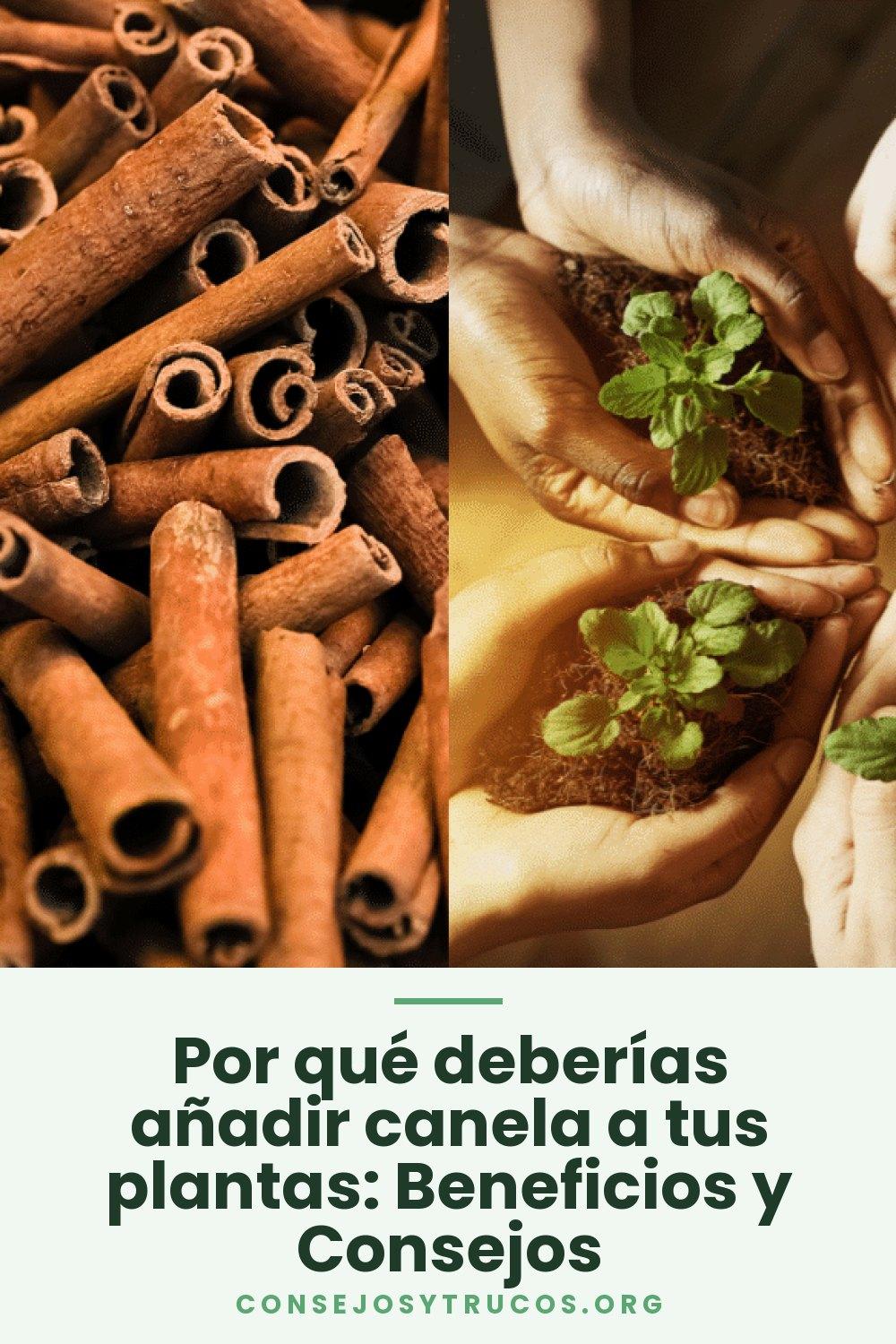 Por qué deberías añadir canela a tus plantas: Beneficios y Consejos