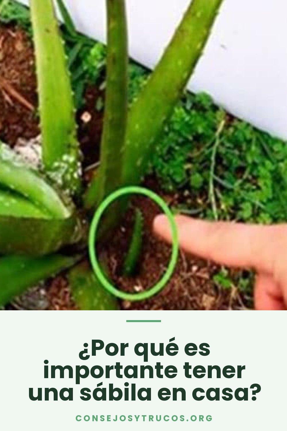 ¿Por qué es importante tener una sábila en casa?