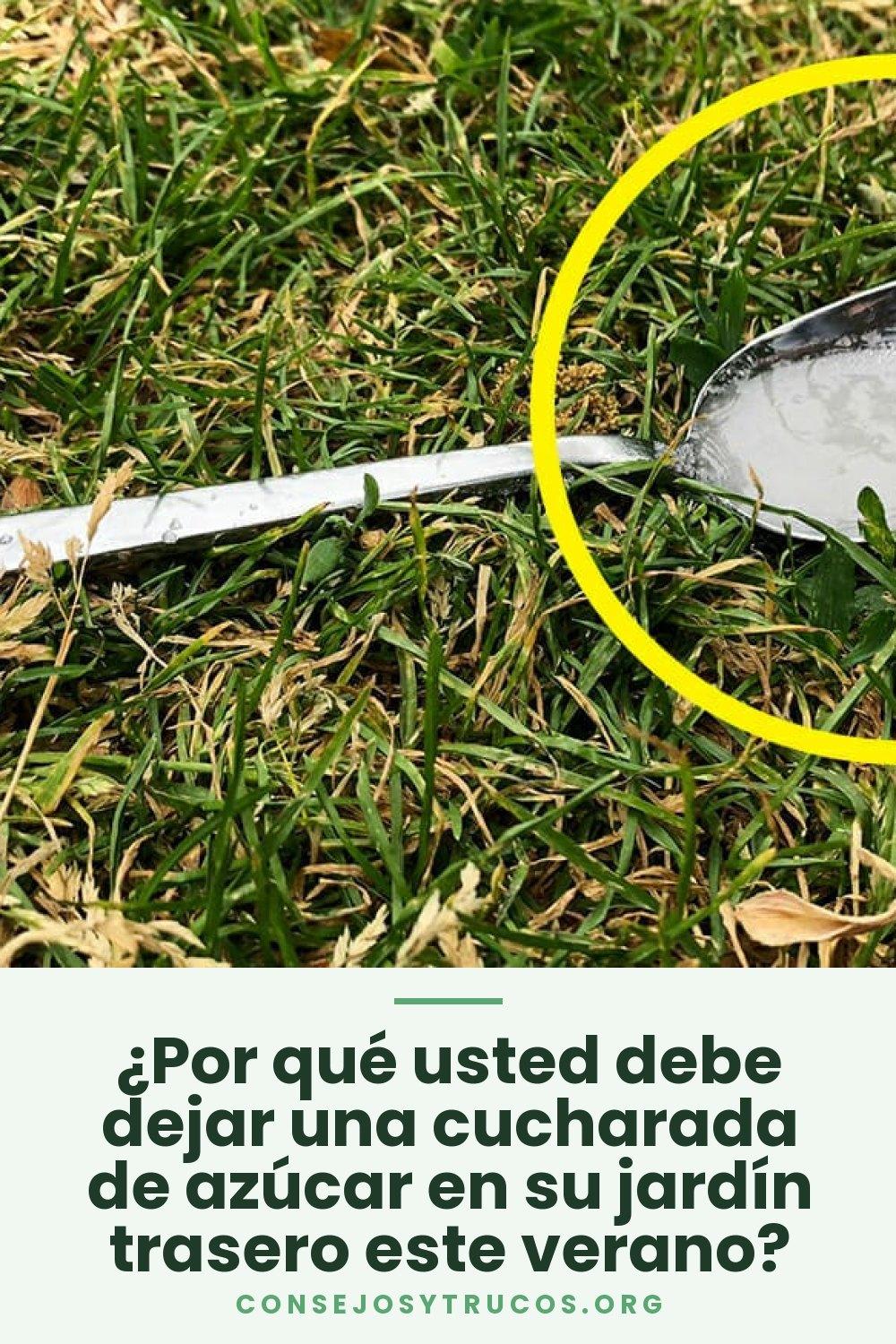 ¿Por qué usted debe dejar una cucharada de azúcar en su jardín trasero este verano?