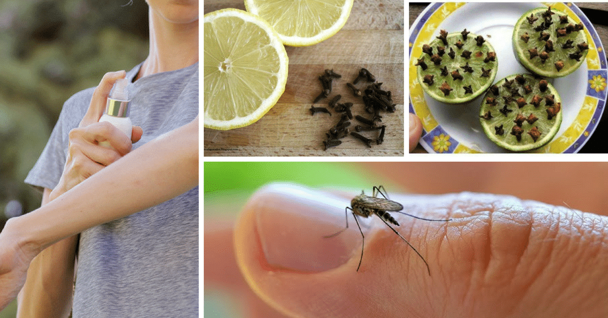 Cómo Ahuyentar Moscas Y Mosquitos Con Métodos Naturales