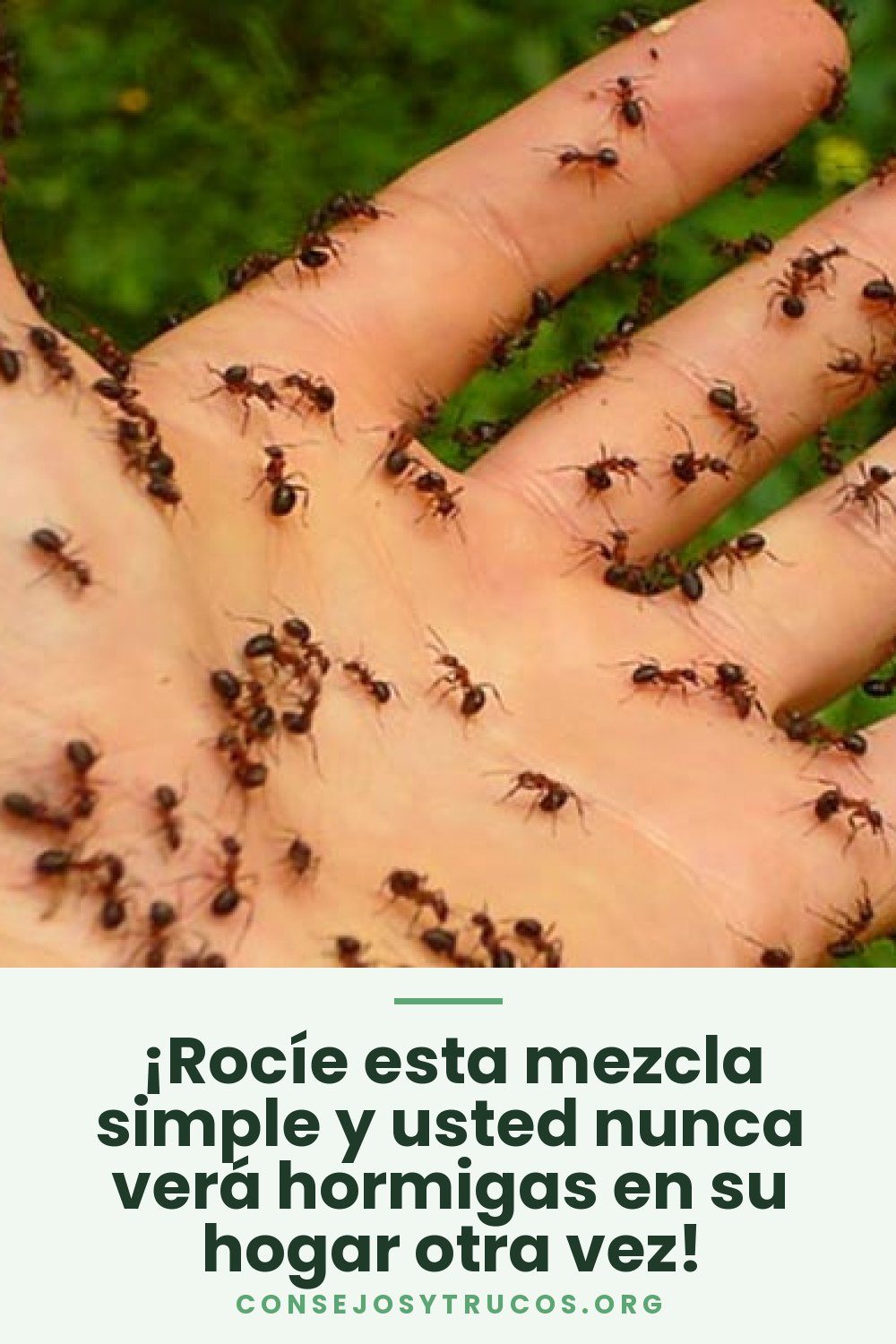 ¡Rocíe esta mezcla simple y usted nunca verá hormigas en su hogar otra vez!