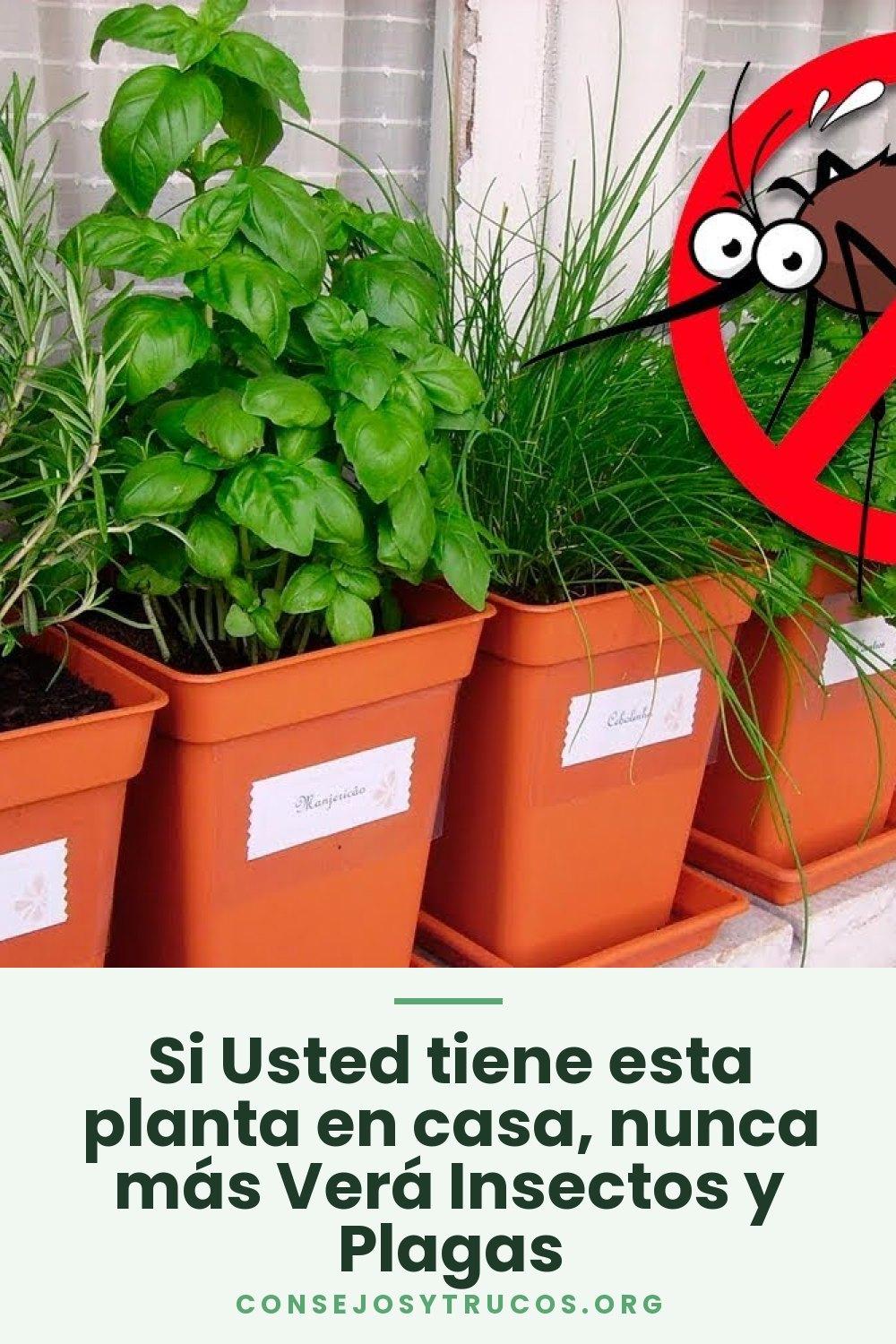 Si Usted tiene esta planta en casa, nunca más Verá Insectos y Plagas