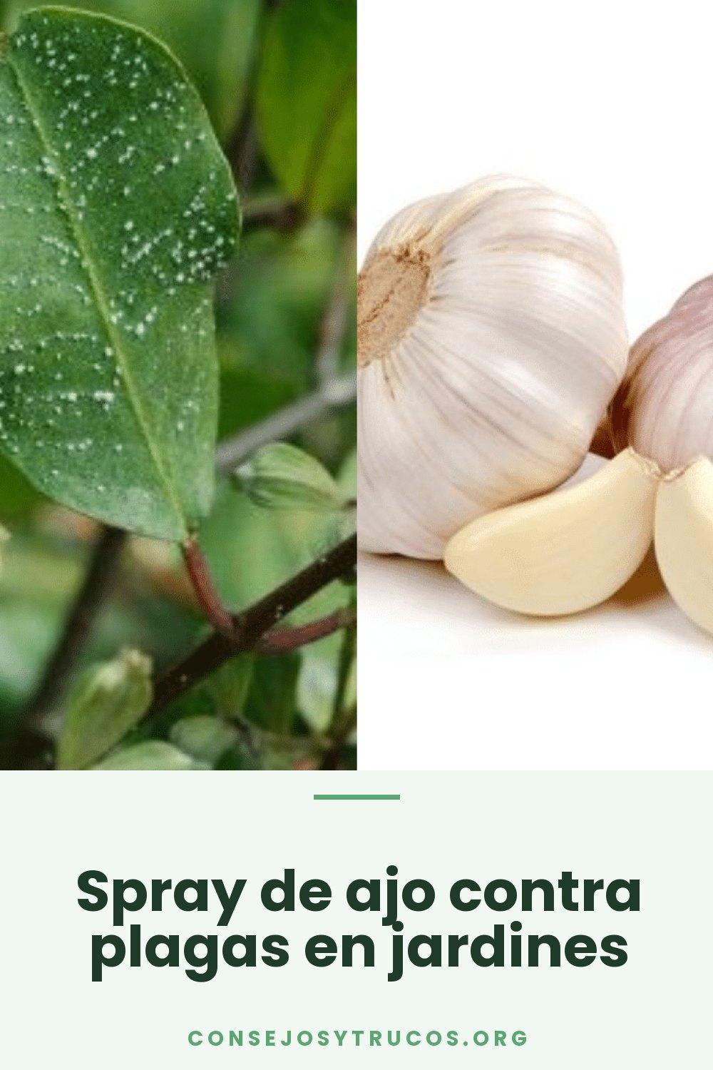 Spray de ajo contra plagas en jardines