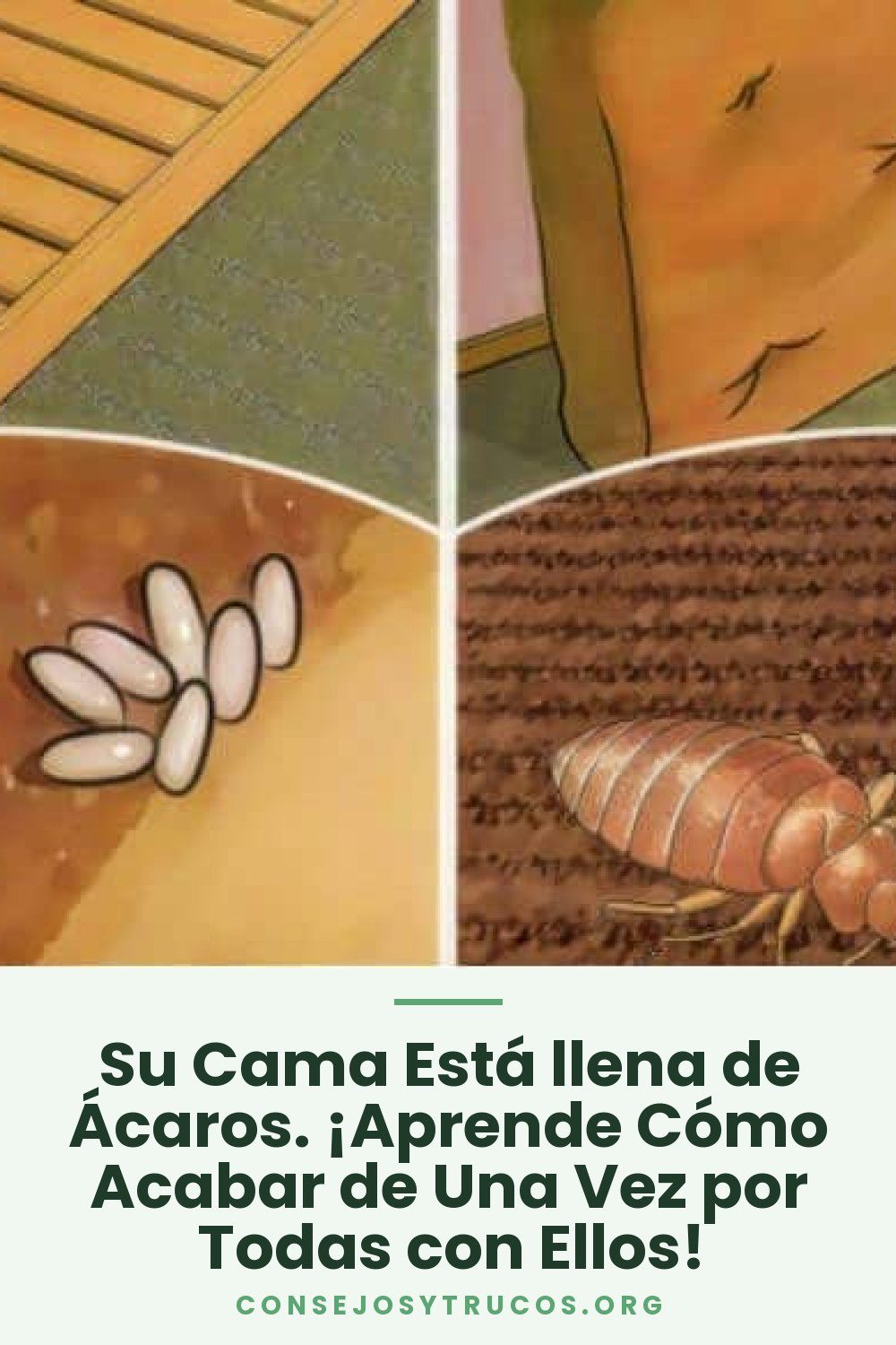 Su Cama Está llena de Ácaros. ¡Aprende Cómo Acabar de Una Vez por Todas con Ellos!
