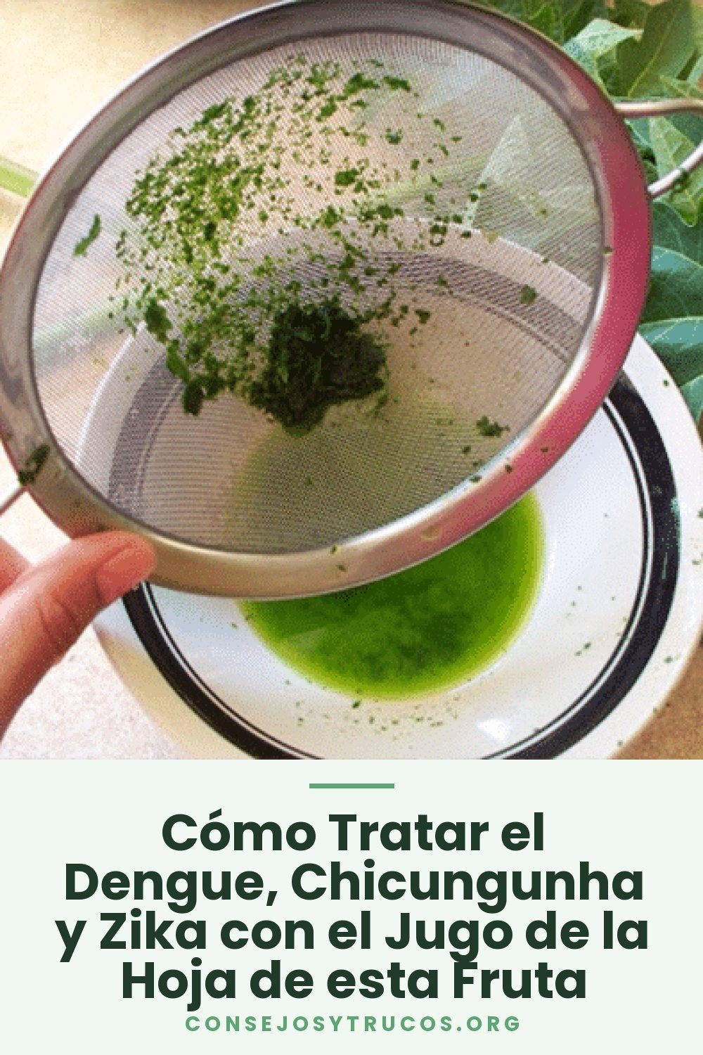 Cómo Tratar el Dengue, Chicungunha y Zika con el Jugo de la Hoja de esta Fruta